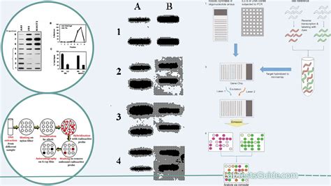 Slot Blotting: Purpose, Principles, Procedure, Result Interpretation .
